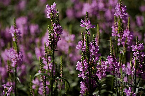 PHYSOSTEGIA_VIRGINIANA_SUMMER_SPIRE