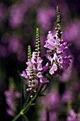 PHYSOSTEGIA VIRGINIANA SUMMER SPIRE