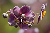 ANEMONE TOMENTOSA