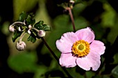 ANEMONE HUPEHENSIS VAR. JAPONICA