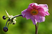 ANEMONE HUPEHENSIS VAR. JAPONICA