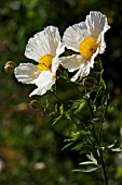 ROMNEYA COULTERI