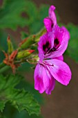 PELARGONIUM ORSETT