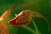 TROPAEOLUM MAJUS