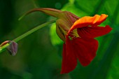 TROPAEOLUM MAJUS