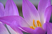 COLCHICUM SPECIOSUM