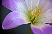 COLCHICUM SPECIOSUM