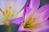 COLCHICUM SPECIOSUM