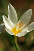 CROCUS BORYI