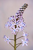 SCILLA TALOSII