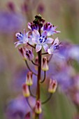 SCILLA AUTUMNALIS