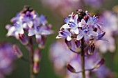 SCILLA AUTUMNALIS