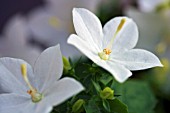 CAMPANULA ISOPHYLLA ALBA