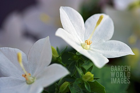 CAMPANULA_ISOPHYLLA_ALBA