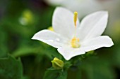 CAMPANULA ISOPHYLLA ALBA