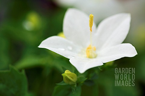 CAMPANULA_ISOPHYLLA_ALBA