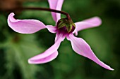 CYCLAMEN GRAECUM