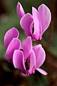 CYCLAMEN GRAECUM