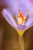 CROCUS TOURNEFORTII