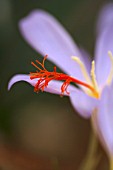 CROCUS TOURNEFORTII