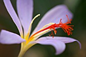 CROCUS TOURNEFORTII