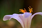 CROCUS CANCELLATUS SUBSP. MAZZIARICUS