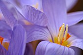 CROCUS PULCHELLUS