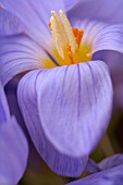 CROCUS PULCHELLUS