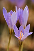 CROCUS CANCELLATUS SUBSP. CANCELLATUS