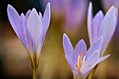 CROCUS CANCELLATUS SUBSP. CANCELLATUS