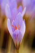 CROCUS CANCELLATUS SUBSP. CANCELLATUS