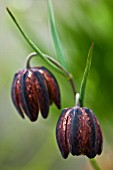 FRITILLLARIA MONTANA