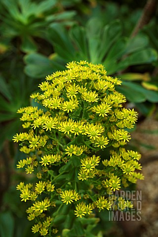 AEONIUM_ARBOREUM