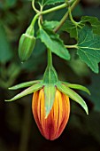 CANARINA CANARIENSIS