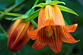 CANARINA CANARIENSIS