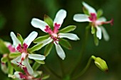 PELARGONIUM CRITHMIFOLIUM