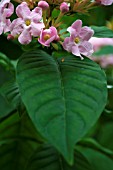 LUCULIA GRATISSIMA