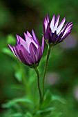 OSTEOSPERMUM ECKLONIS