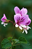 PELARGONIUM BETULINUM