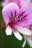 PELARGONIUM BETULINUM