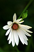 OSTEOSPERMUM SANCTAEHELENAE