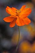 COSMOS SULPHUREUS