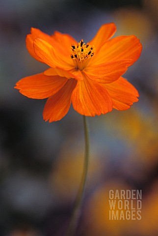 COSMOS_SULPHUREUS