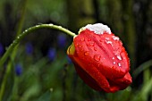 TULIPA APELDOORN