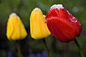 TULIPA APELDOORN