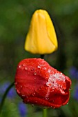 TULIPA APELDOORN