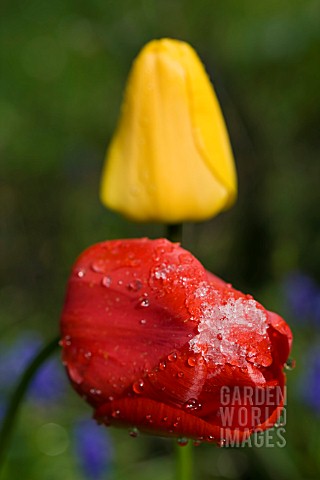 TULIPA_APELDOORN