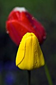 TULIPA GOLDEN APELDOORN