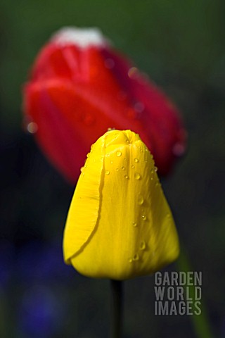 TULIPA_GOLDEN_APELDOORN