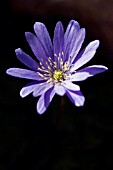 ANEMONE APENNINA PURPUREA